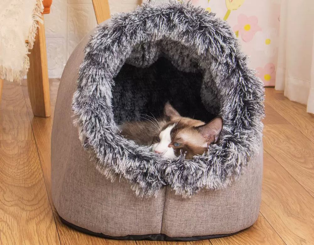 Cat Cave || ক্যাট কেভ